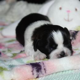 Lily - Black and white female Shih Tzu puppy in Puyallup, Washington from Sugar and Spice Shih Tzu