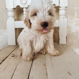 Abigail - Goldendoodle puppy from Nolie Doodles