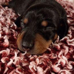 Dachshund Puppies from Jana Rae's