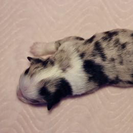 Miniature Australian Shepherd Puppies from Garay Mini Aussies