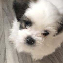 Boy 4 - Lhasa Apso puppy in Los Molinos, California from Anderson Lhasa Apsos