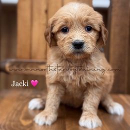 Jacki - Red  female Goldendoodle puppy in Lancaster, Minnesota from North Star Dog Training