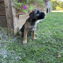 Border Terrier Puppies from Cornerstone Border Terriers