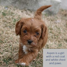 Cavapoo Puppies from Liberty Hill Texas Cavapoos