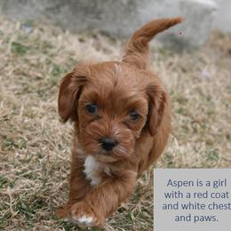 Cavapoo Puppies from Liberty Hill Texas Cavapoos