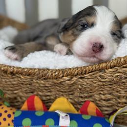 Sienna - pink collar - Tri-color female Bernedoodle puppy in Yuciapa, California from AlltheDoodlez_