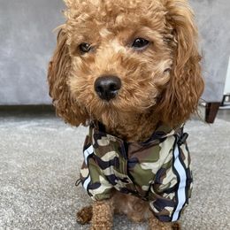 Maltipoo All Grown Up from Marvelous Maltipoos