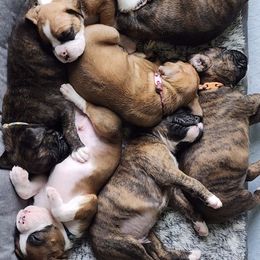 Boxers from Pati's Boxer Puppies