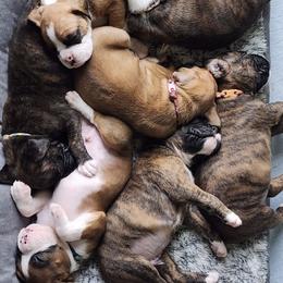 Boxers from Pati's Boxer Puppies