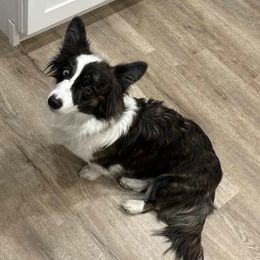 Kahleesi - Brindle and white female American Corgi puppy in Pahrump, Nevada from Desert Sunset Corgis
