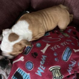 Bulldog Puppies from Tiffany Thelen's Bulldogs