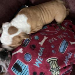 Bulldog Puppies from Tiffany Thelen's Bulldogs