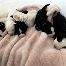 Bernedoodle Puppies from Eastside Paws