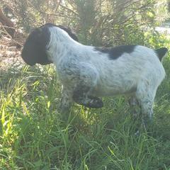 French Brittany Puppies from Dakota Point Kennel