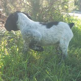 French Brittany Puppies from Dakota Point Kennel