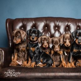 Dalmatian and Doberman Pinscher Puppies from Lorelei Legends