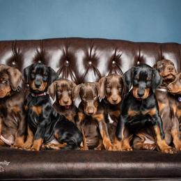 Dalmatian and Doberman Pinscher Puppies from Lorelei Legends