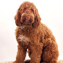 Penny - Australian Labradoodle
