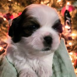 Dipstick - Sable and white female Shih Tzu puppy in Wolcottville, Indiana from Ducky's Doodles