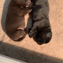 Labrador Retriever Puppies from Red Brush Labs