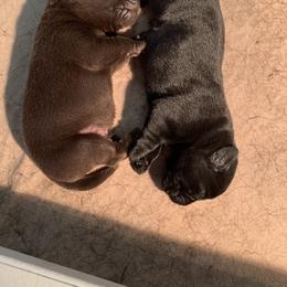 Labrador Retriever Puppies from Red Brush Labs