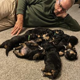 Bernedoodle Puppies from Better Day Bernedoodles
