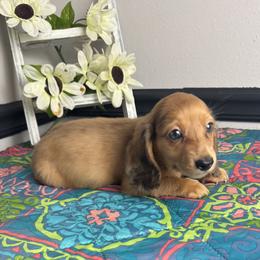 Lionel - Dapple male Dachshund puppy in Gilbertsville, Kentucky from DeLaunes Dachshunds