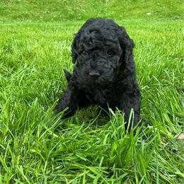 Dixie - Black female Goldendoodle puppy in Fairmont, West Virginia from Mountainside Doodles, LLC