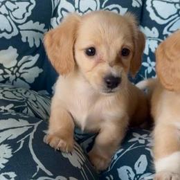 Snowball - Cream male Dachshund puppy in Vero Beach, Florida from Joseph’s Dachshunds