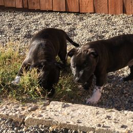 Staffordshire Bull Terrier Puppies from J Jax Staffords