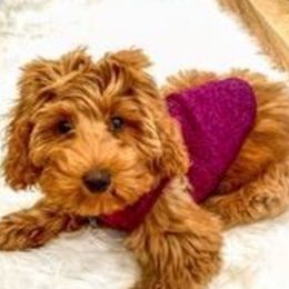 Australian Labradoodle, Double Doodle, Goldendoodle, and Poodle Puppies from Karla Schwarz