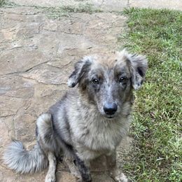 Australian Shepherd puppies from Bell’s Down ‘n Dirty Australian Shepherds