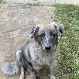 Australian Shepherd puppies from Bell’s Down ‘n Dirty Australian Shepherds