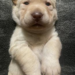 Labrador Retriever Puppies from R Little Retrievers