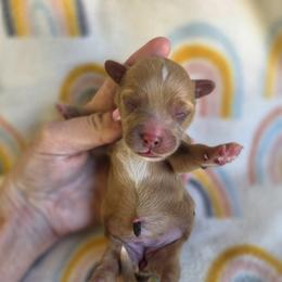 Juliet - female Cavapoochon puppy in Bullard, Texas from Cavapoochon Central LLC