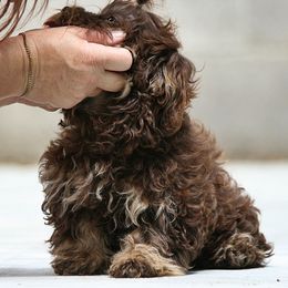 Secret Is Crate Trained and Video Link - Brown female Russian Tsvetnaya Bolonka puppy in West Plains, Missouri from Must Be Frenchies & Crown Of Curls Bolonka