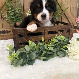 Blaze - Tri-color male Bernese Mountain Dog puppy in Redlands, California from Country Feels Ranch