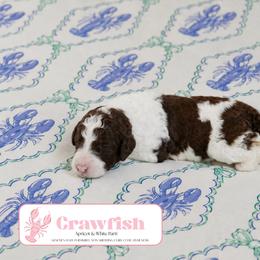 Crawfish - Parti female Goldendoodle puppy in Inman, South Carolina from Dark Corner Doodles