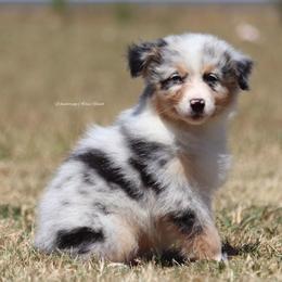 BMM8 - Blue merle Australian Shepherd puppy in Chehalis, Washington from Wandering Acres Ranch