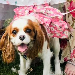 Autumn - Cavalier King Charles Spaniel