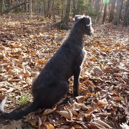 Scottish Deerhound and Whippet Puppies from Cu Liath Deerhounds & Whippets