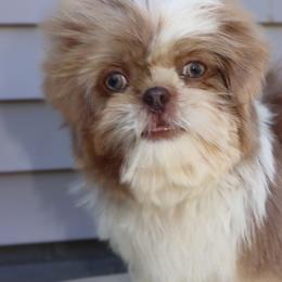 Luffy- Lavender Parti - Lilac male Shih Tzu puppy in Clinton, Tennessee from Southland’s Shih Tzus