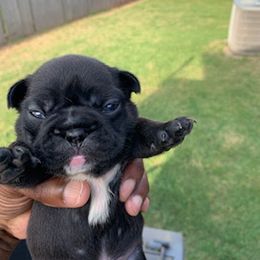 French Bulldog Puppies from Pet frenchies