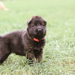 Chandler (Red collar) - Sable male German Shepherd puppy in Mason, Michigan from Sweet Breeze Acres