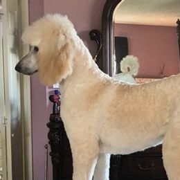 Goldendoodles from Mercy Seat