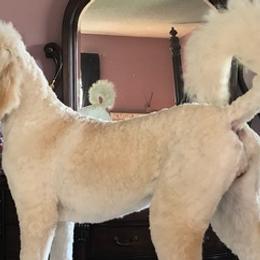 Goldendoodles from Mercy Seat