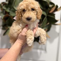 Winni - Apricot female Goldendoodle puppy in Mesa, Arizona from Twinkle MiniDoodles