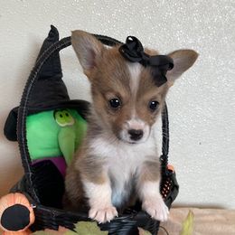 RORY - Sable female Pembroke Welsh Corgi puppy in Hinton, Oklahoma from Green Cloud Ranch
