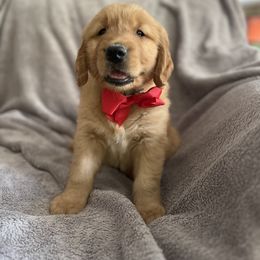 Boy 4 - Golden Retriever puppy in Battle Creek, Michigan from Brown Family Goldens