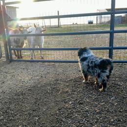 Australian Shepherd Puppies from Southern Boy Blues Aussies